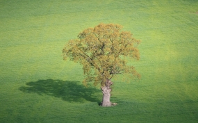 绿色乡村草地树木图片